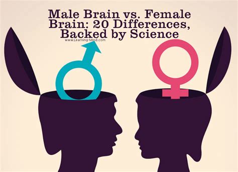 Do Men And Women Have Different Brains Brainlyqb