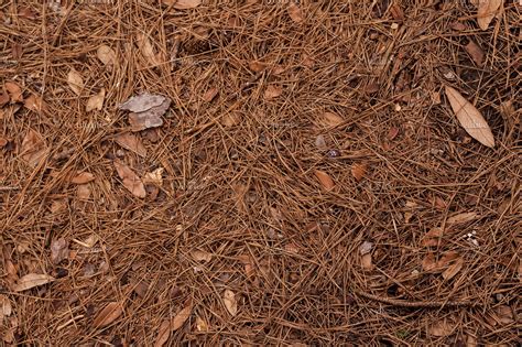 Pine Forest Floor Background High Quality Nature Stock Photos