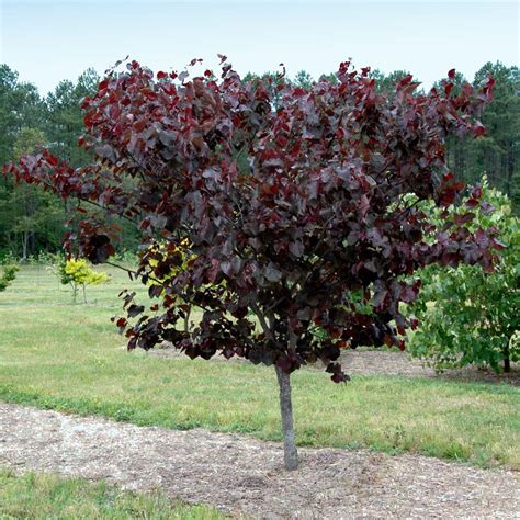 Merlot Redbud Trees For Sale