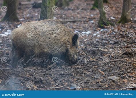 Wild Boar Sus Scrofa In The Forest And By The In Its Natural