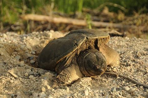 Snapping Turtle Eggs Everything You Need To Know