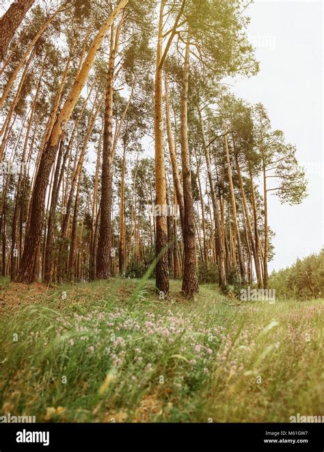 Picturesque Tall Slender Pine Trees In The Forest With The Summer