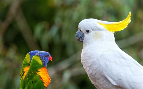 Top White Parrot Wallpaper Free Download Wallpapers Book Your 1