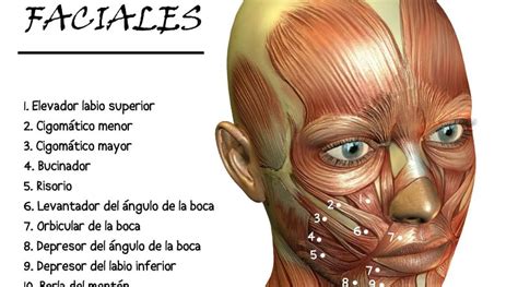 Musculos De Los Labios Images And Photos Finder