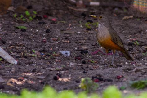 Zorzal Colorado Turdus Rufiventris Red Thrush Turdus Ruf Flickr