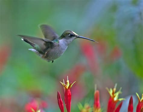 Best Time To See Hummingbird Migration In Tennessee 2024 Roveme