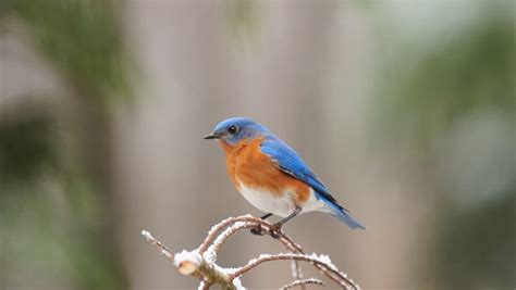 Eastern Bluebird Sialia Sialis Male During Rare Georgia Snowstorm