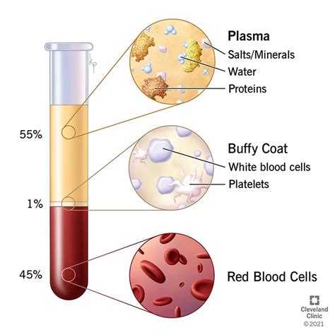 Components And Functions Of Blood The Science Notes