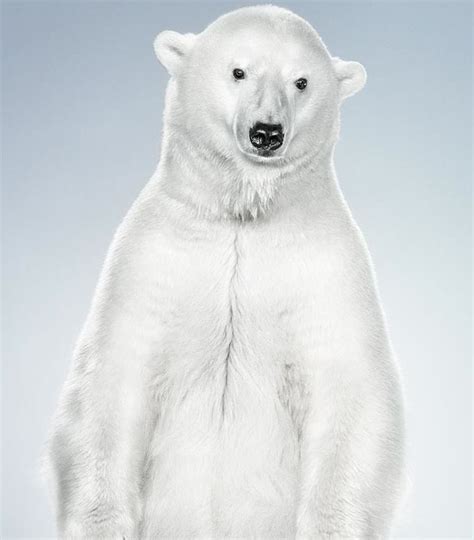 Cute Cuddly Ferocious Bears Bear Jill Greenberg Polar Bear