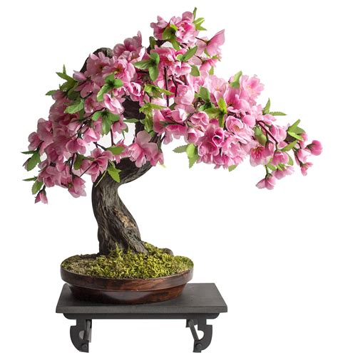 Bonsai Plants Bangalore Bonsai Trees Bangalore Buy Bonsai Plants Online