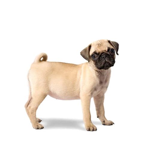 Pugs are known to need special care in their diets so that you don't negatively affect their sensitive stomachs. 🦴 Best Food for Pug Puppies & Pug Dog Food 2021 🦴 ...