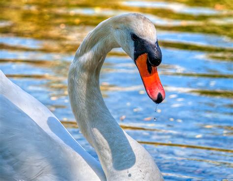 Mute swan (plural mute swans). Mute Swan - Denmark picture, by friiskiwi for: national ...