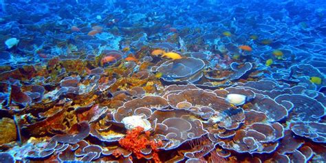 Scientists Just Discovered The Worlds Most Expansive Coral Reef