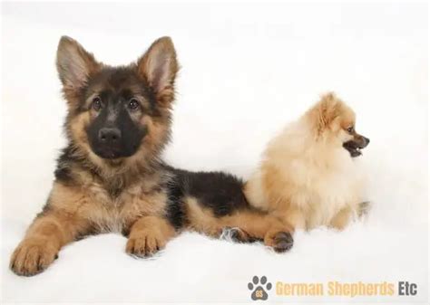 german shepherd pomeranian mix complete breed guide