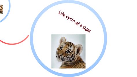 Tiger Life Cycle Chart