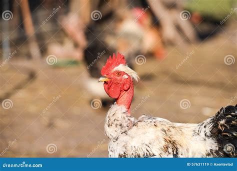 Closeup Naked Neck Rooster On The Farm Yard Stock Image Image Of