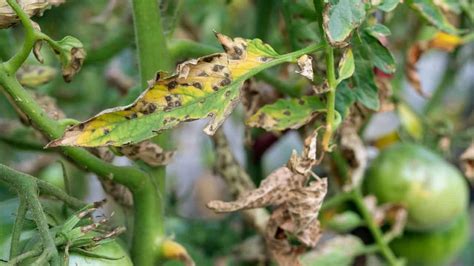 How To Stop Tomato Blight The Right Way