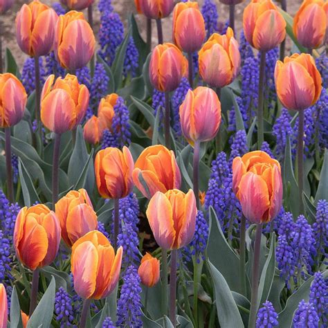 Spring Blush Tulip And Muscari Collection White Flower Farm