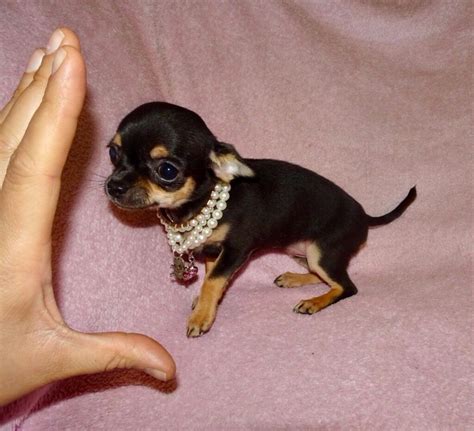 Exquisite Micro Tiny Blue And Tan Kc Reg Chihuahua Girl Puppy In