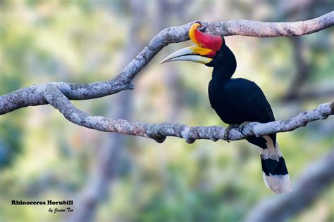 Sarawak Hornbill Hornbills Mystical And Majestic Borneo Jungle