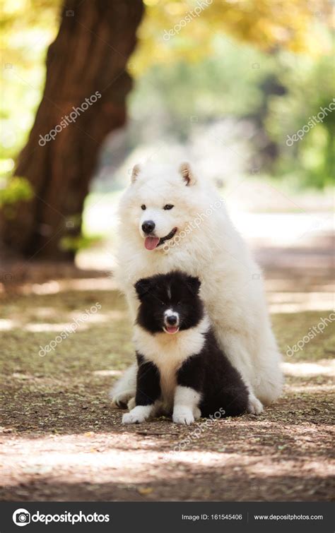 Big White Samoyed Dog And A Puppy — Stock Photo