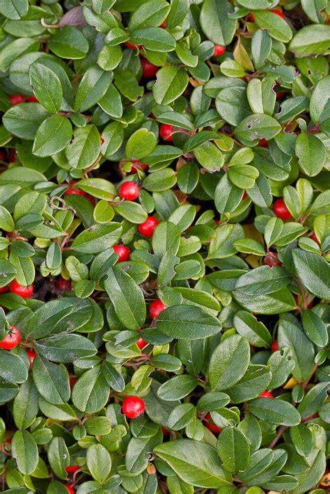 Background From Groundcover Plants With Green Leaves And Red Berries