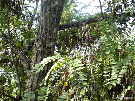 Muitas Especies De Plantas Lenhosas São Encontradas No Cerrado Brasileiro