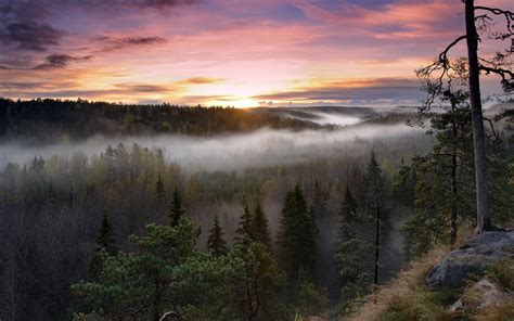 Sunrise Landscapes Nature Trees Dawn Forests Hills Fog Mist Finland Hdr