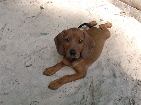 redbone coonhound greatdogsite