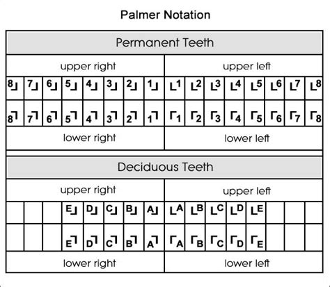 Dental Charts To Understand Tooth Numbering System Dental Terminology