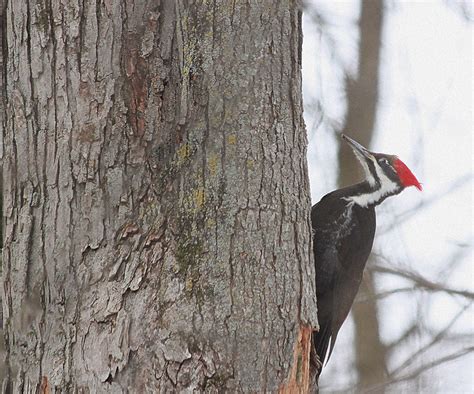 Female Pileated Woodpecker Largest Woodpecker In North America