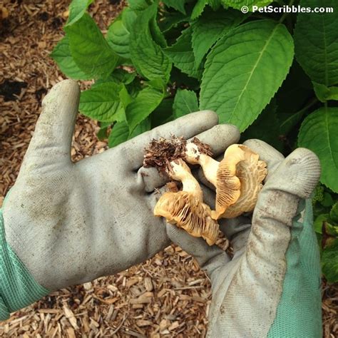 They not only look bad but also harms our the fungus is the main source of root rot and blight in plants. How To Get Rid Of Mushrooms In The Garden | Fasci Garden