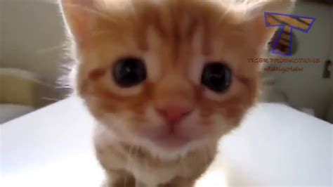 Little Kittens Meowing And Talking Cute Cat Video Video Dailymotion