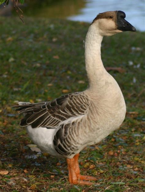 Grey Goose Geese Breeds Pet Chickens Aquatic Birds