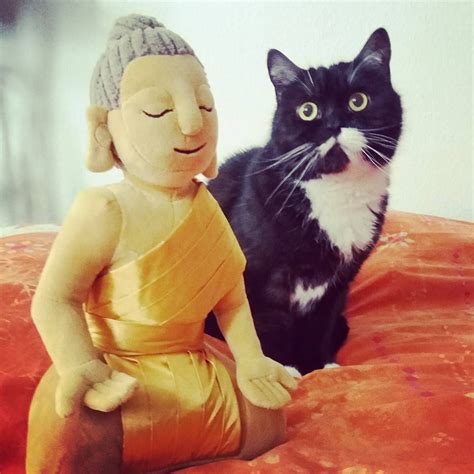 Zen Cat Zencats Tuxedocat Buddhacat Witchescat