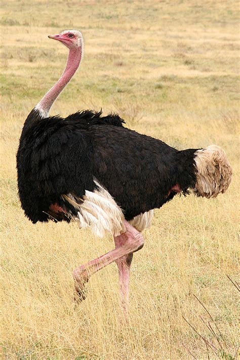 Ostrich Facts Ostriches African Animals