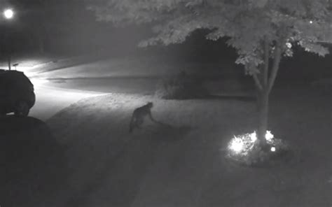 Cougar Sighting Reported In North Mankato Southern Minnesota News