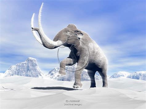 Large Mammoth Walking Slowly On The Snowy Mountain Against The Wind