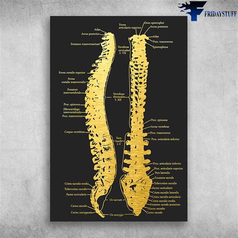 Chiropractor Spine Anatomy Of Human Spine Fridaystuff