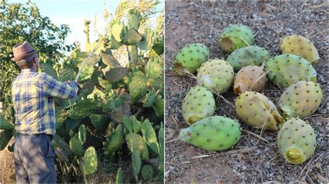 Flowers are produced at the ends of pads in early summer. MAN PICKING PRICKLY PEARS | How To Eat A Prickly Cactus ...