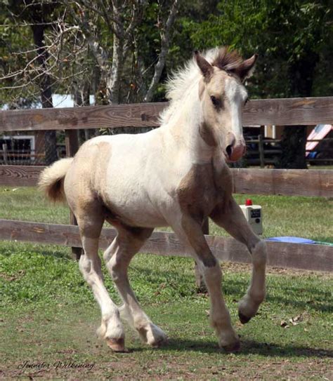 Buckskin, bay pearl, buckskin pearl or perlino with or without tobiano. Gypsy Vanner Horses for Sale | Colt | Buckskin and White | Epic
