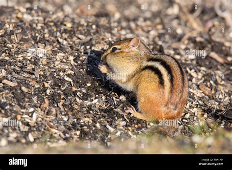 Eastern Chipmunk Tamias Striatus In Spring Stock Photo Alamy