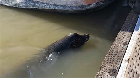 Sea Lion Tries To Eat Girl She Almost Dies Youtube