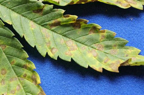 Foliar Diseases Of Outdoor Hemp Cannabis Sativa And Their Management