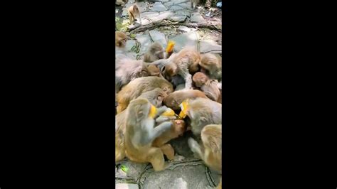 Monkey Animals Soo Cute Aww Cute Baby Animals Videos Compilation