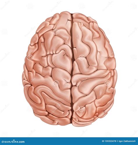 Il Cervello Umano Vista Dallalto Illustrazione Di Anatomia Didattica