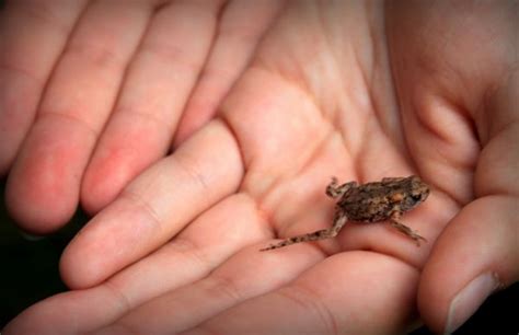 Free Images Hand Finger Toad Reptile Amphibian Nail Fauna Tree