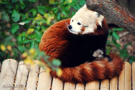 Red Panda Wallpapers Wallpaper Cave