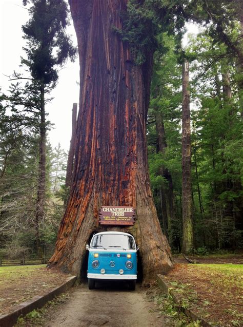 Drive Through A Redwood
