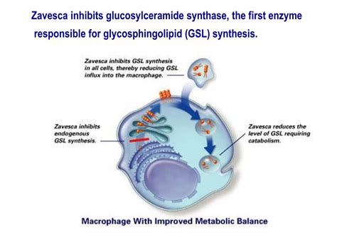 ppt the lysosome and lysosomal storage disorders lsd powerpoint presentation id 425957